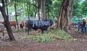 Kurban Sapi